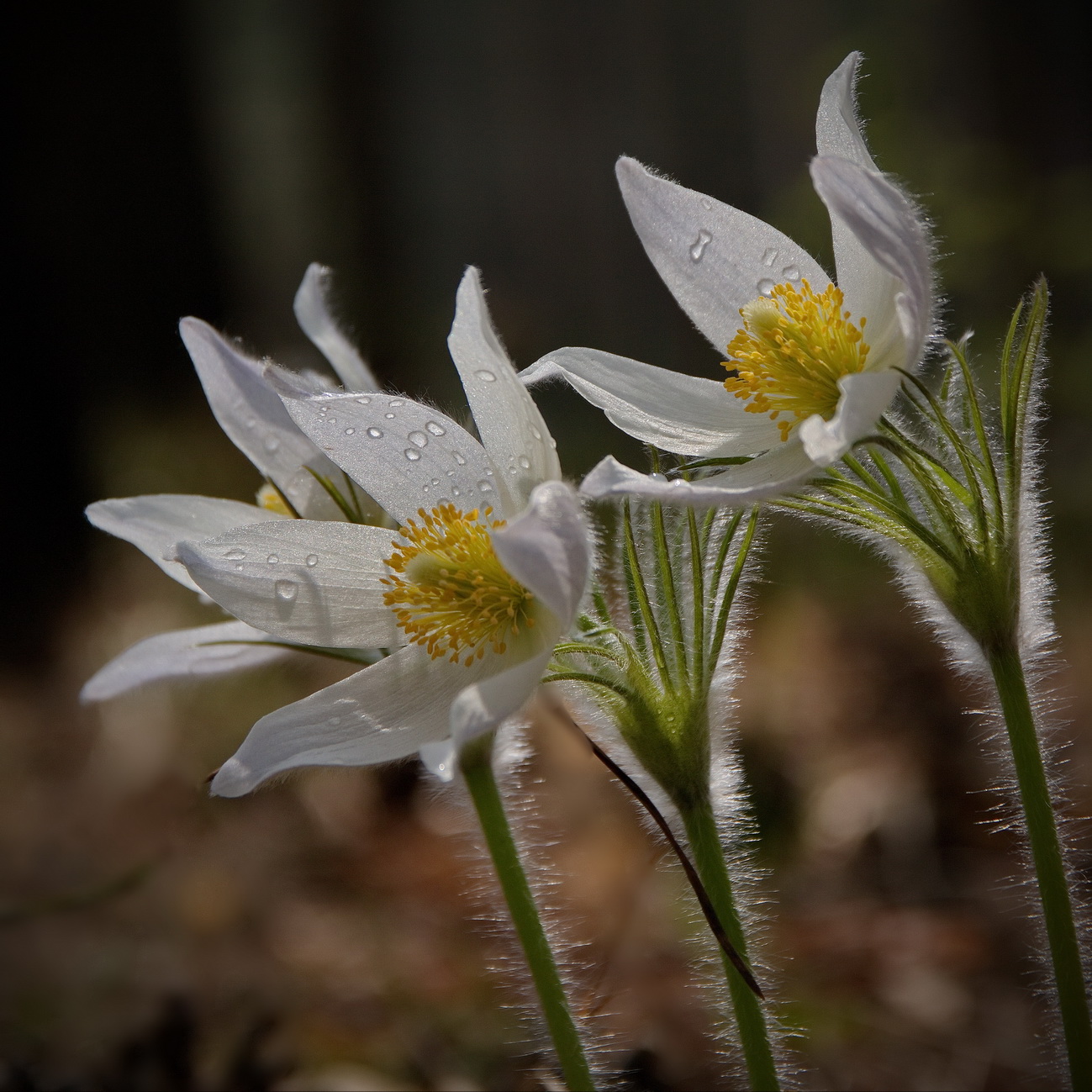 После дождичка.