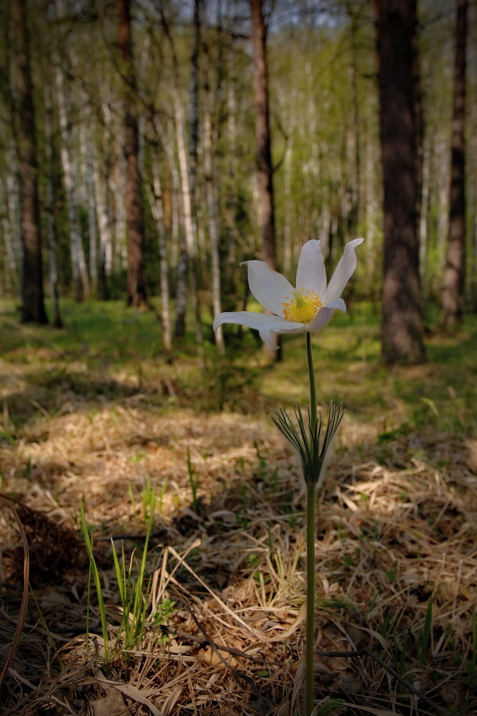 В весеннем лесу.
