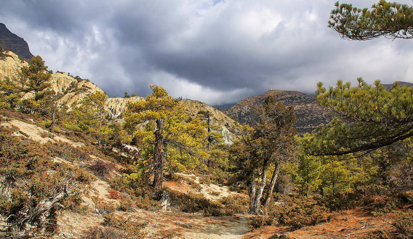 Можжевеловый лес