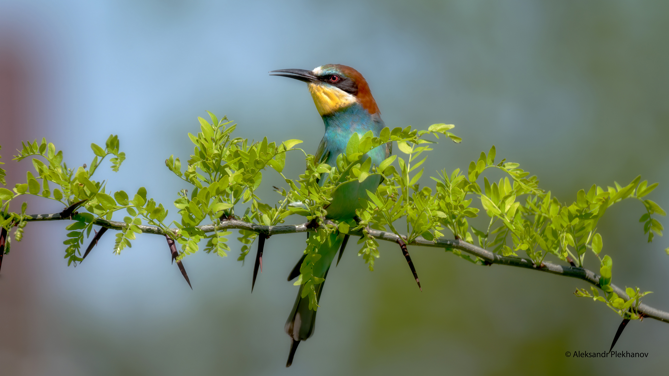 На ветке акации