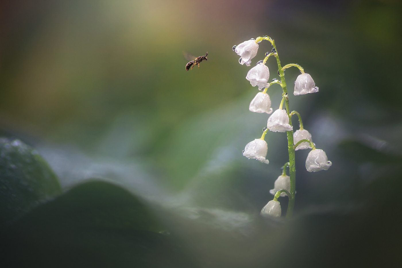 Майские мотивы.