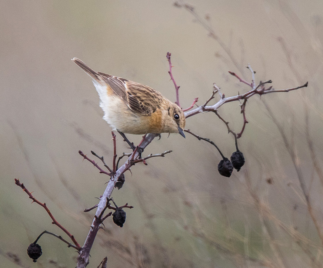 А правда вылетит птичка?