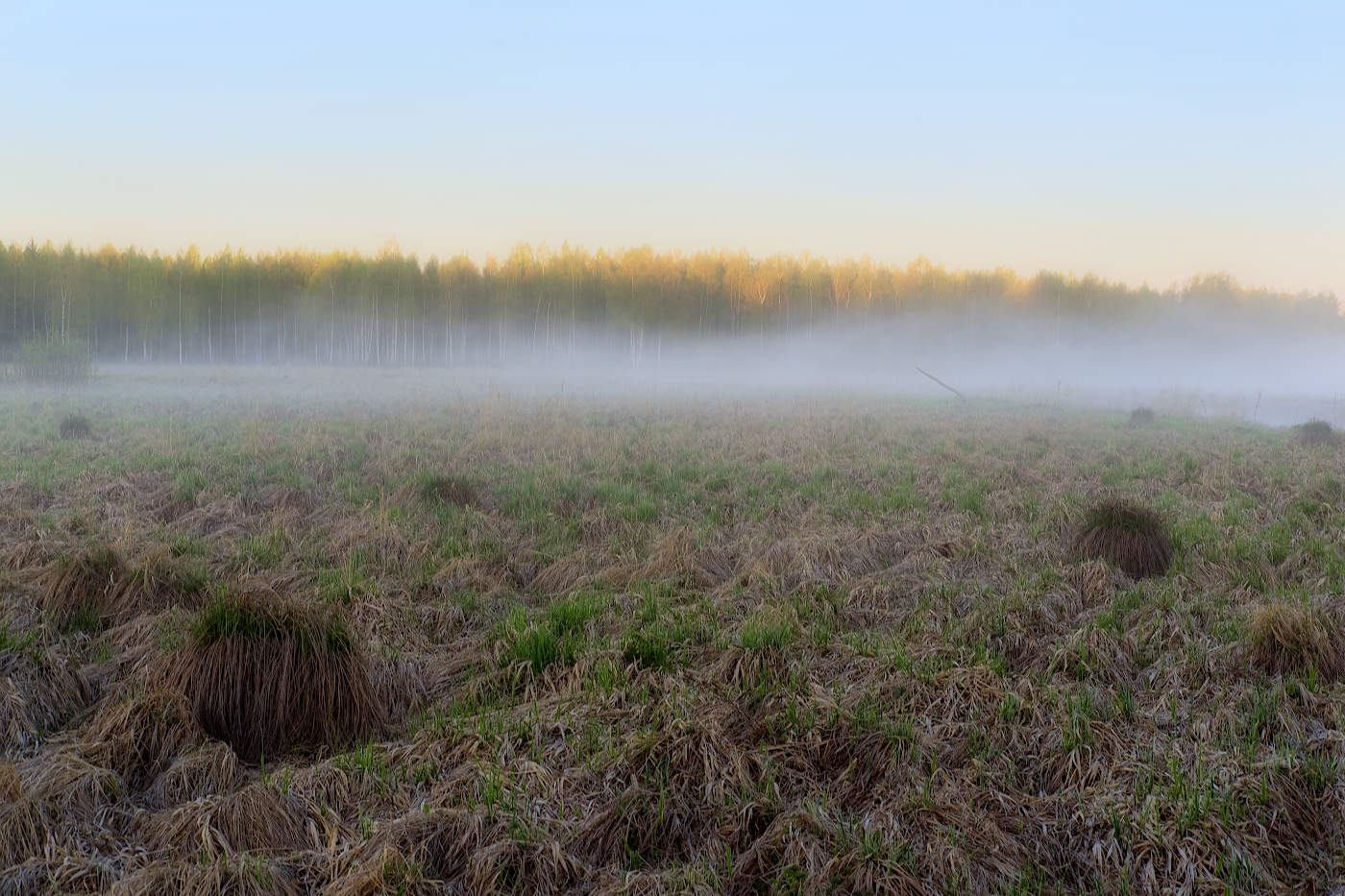 Туман на заливном лугу