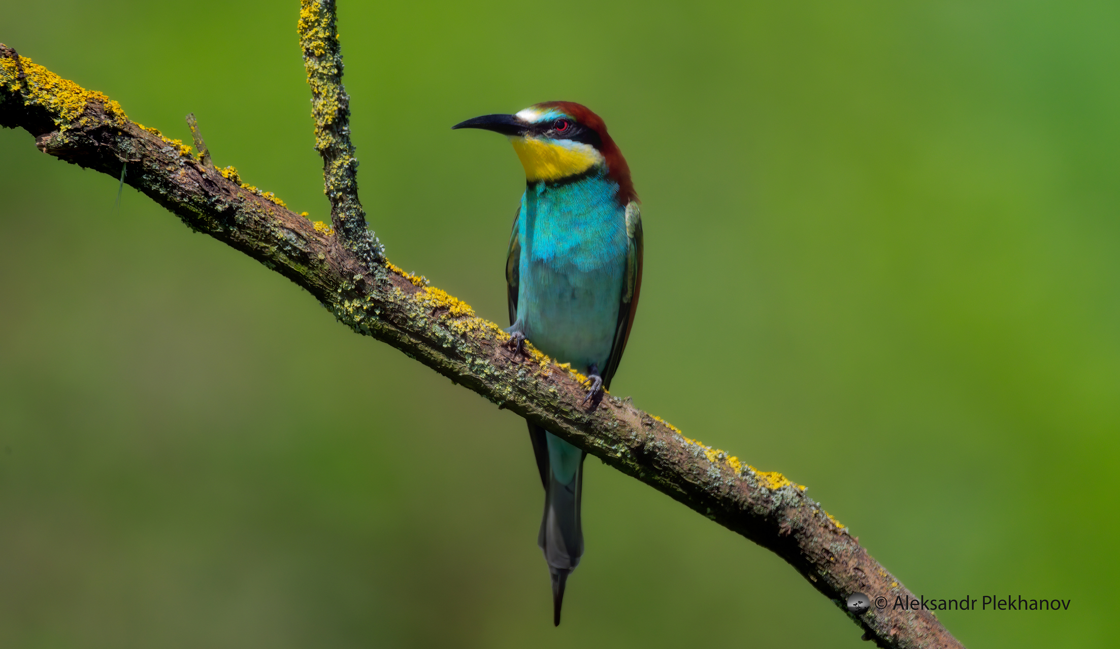 На сухой ветке