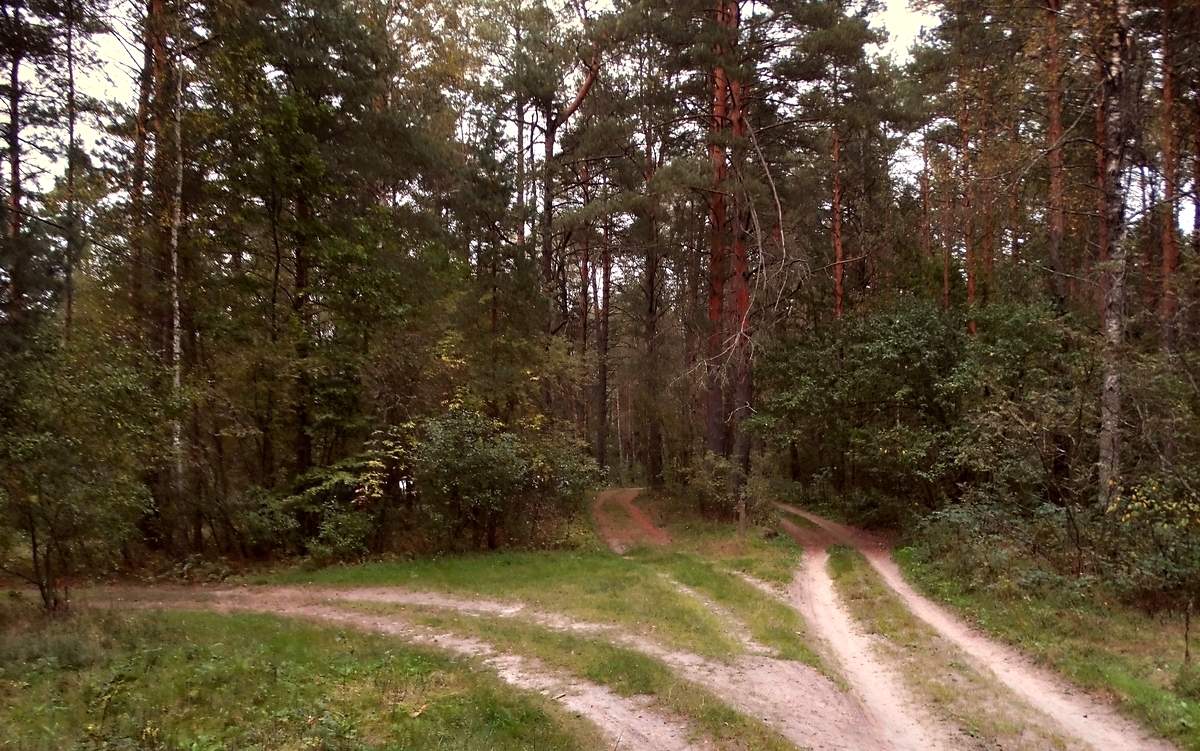 Дороги в лес и из лесу