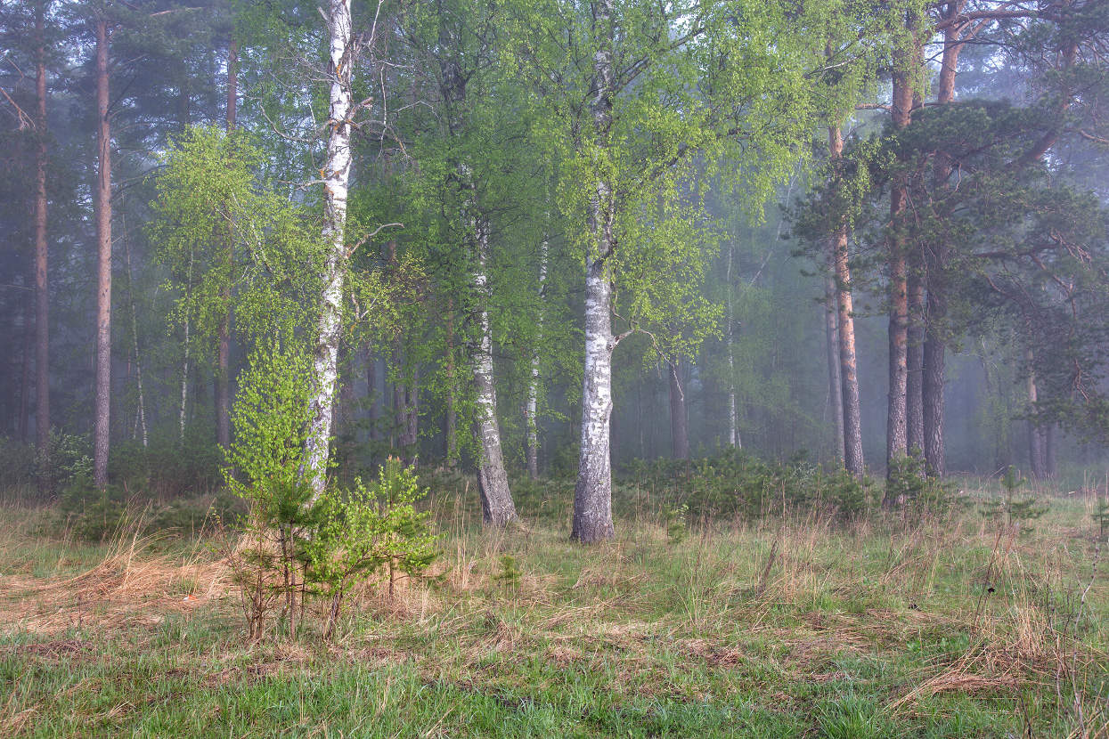 На опушке. Май.