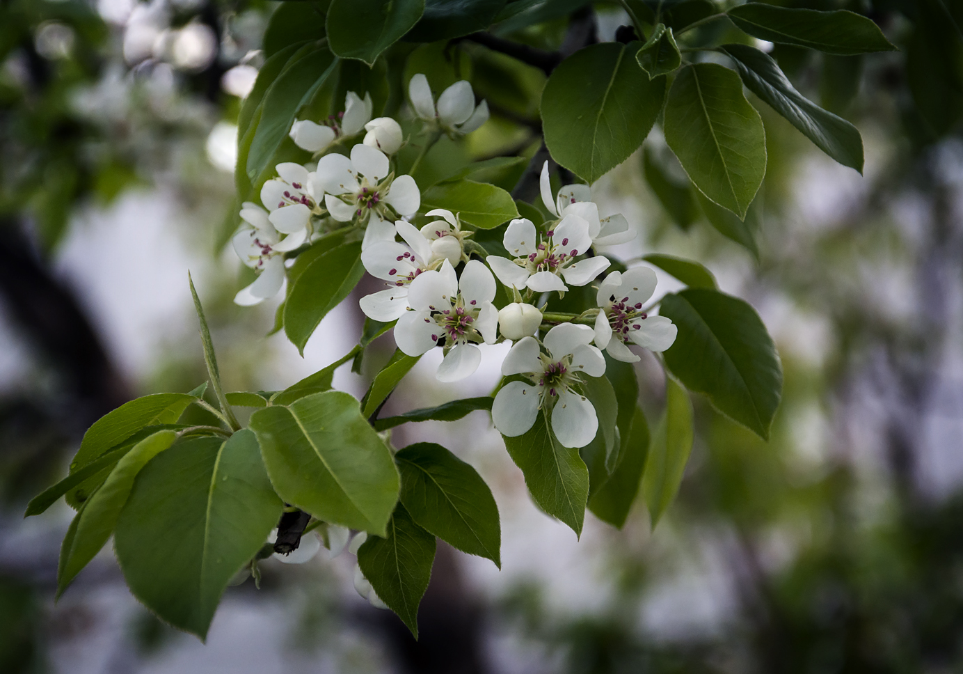 Грушенька цветёт).