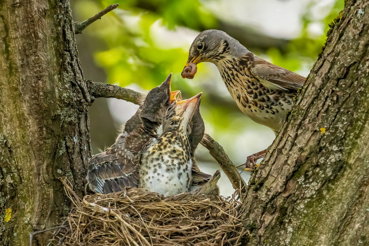 Забот полон рот