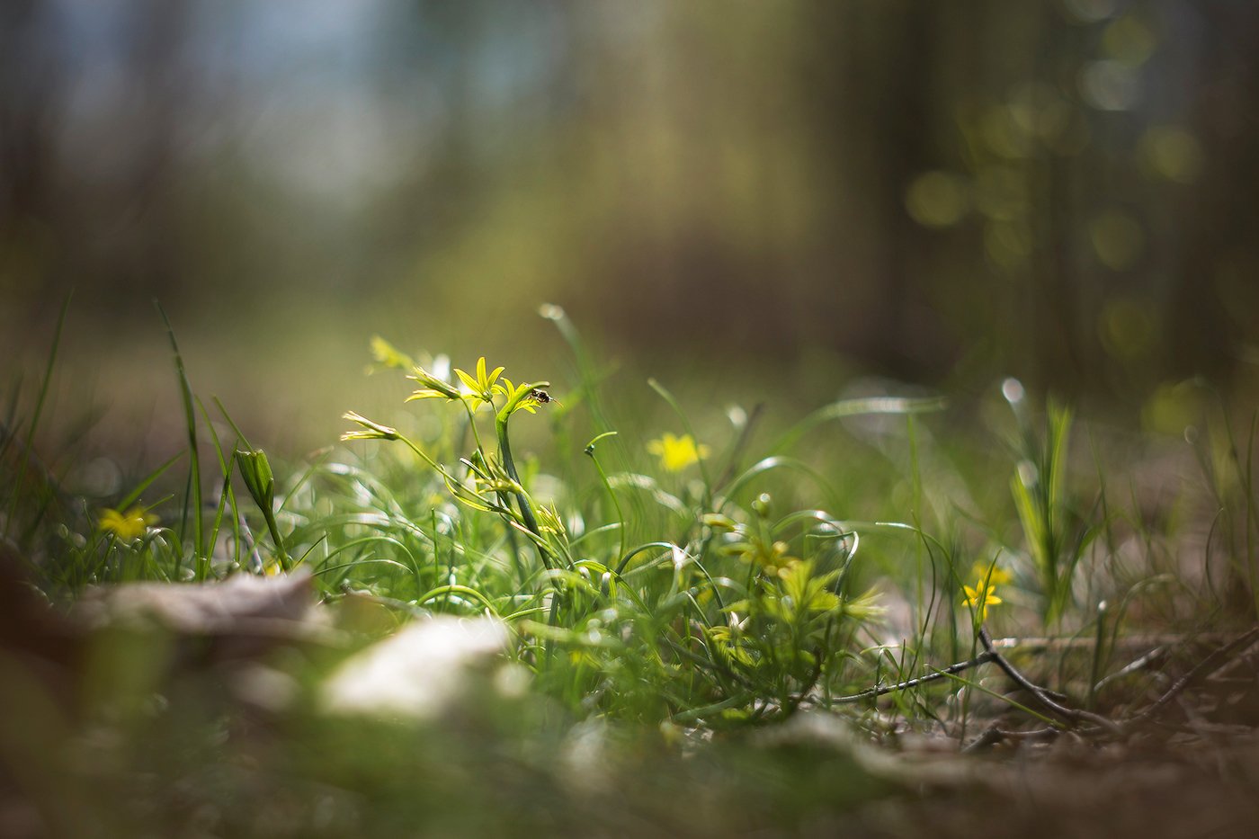 Весны цветенье