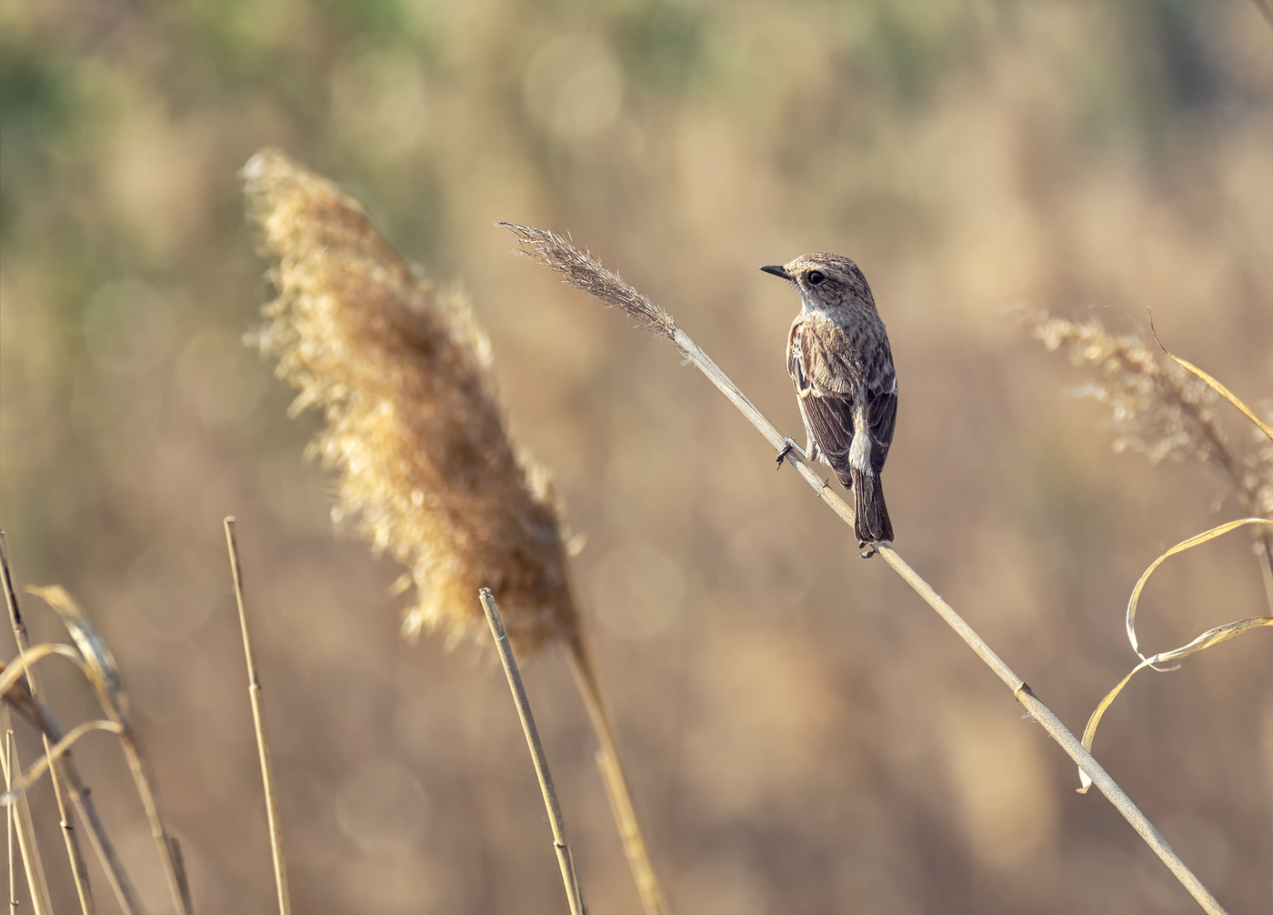 Черноголовый чекан.