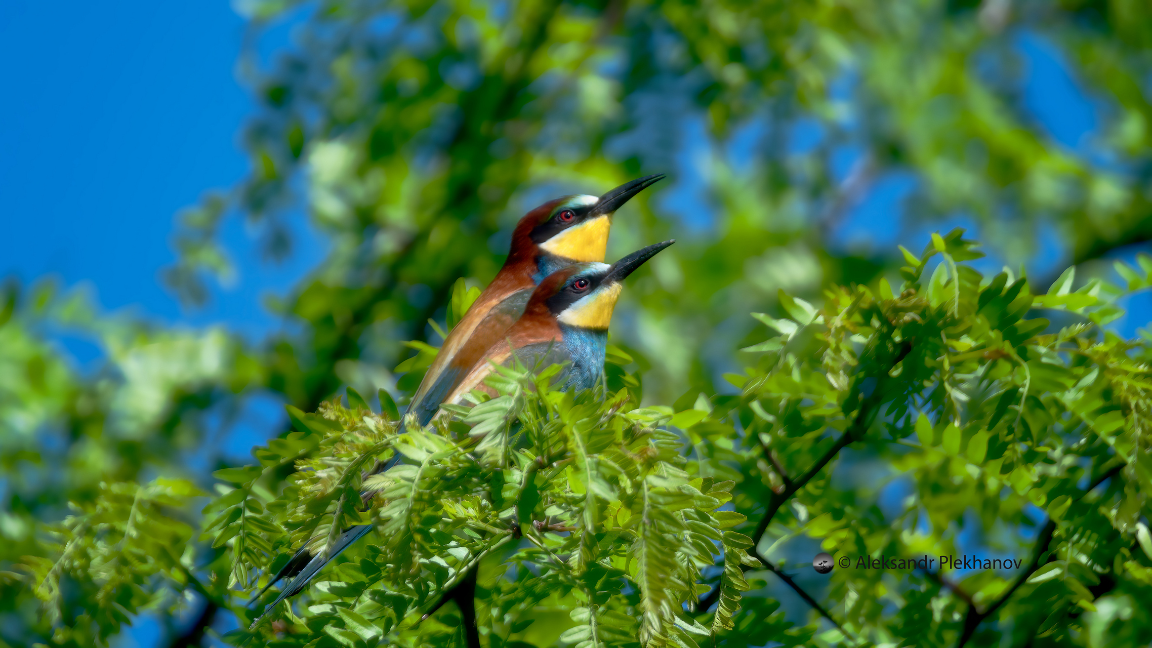 Наблюдатели