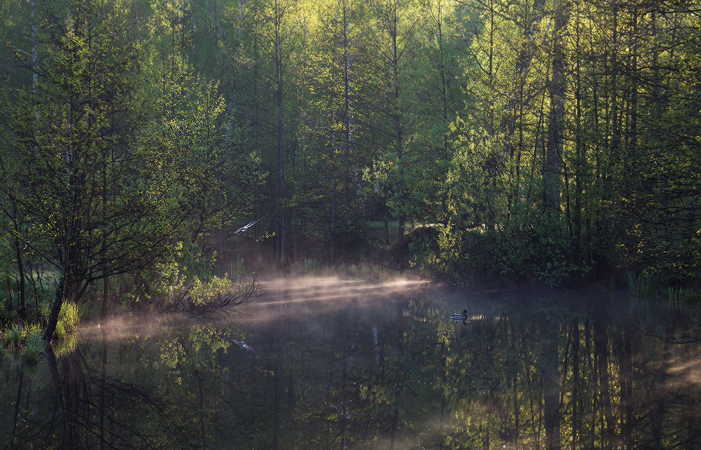 Майское утро