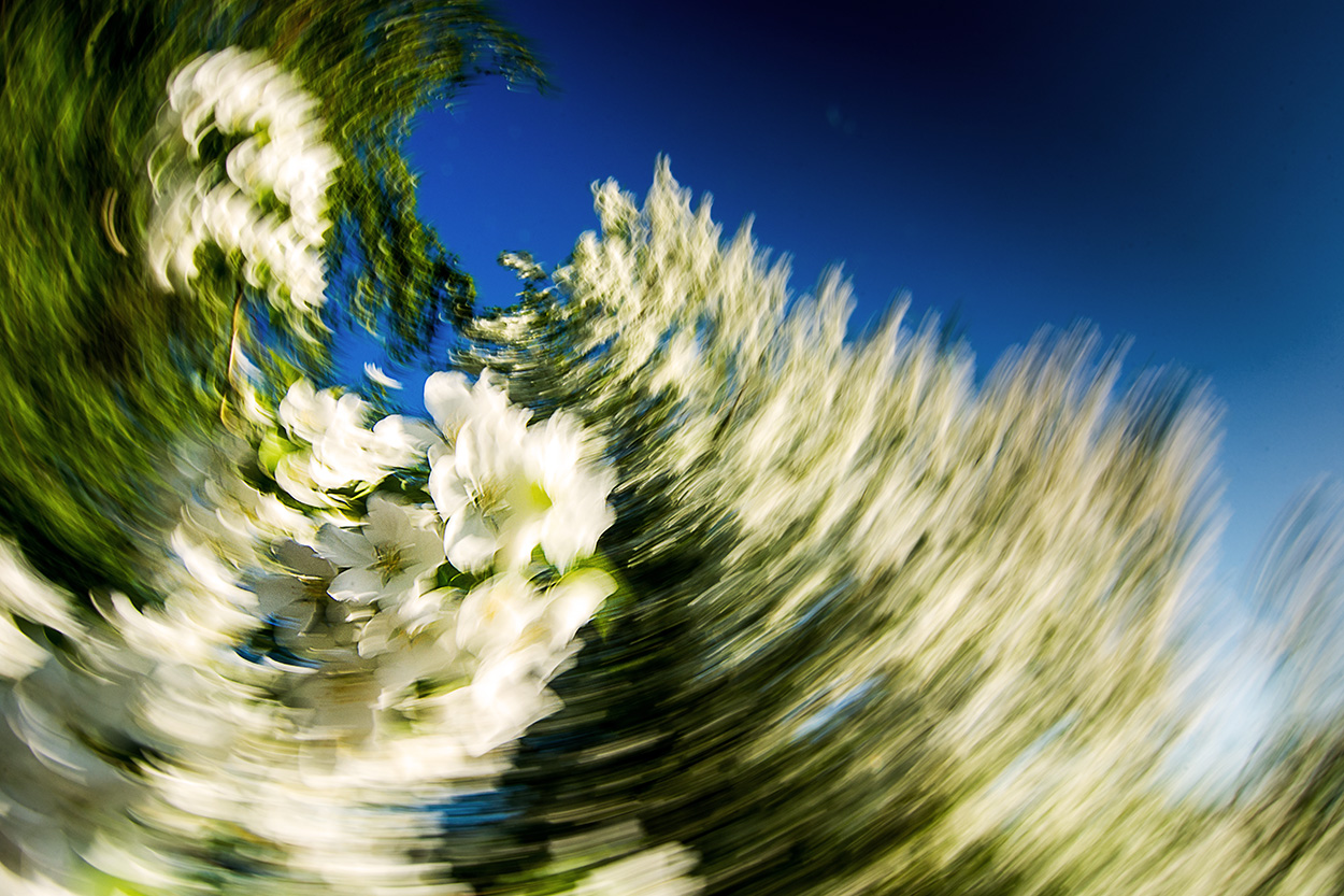 Яблоневый цвет