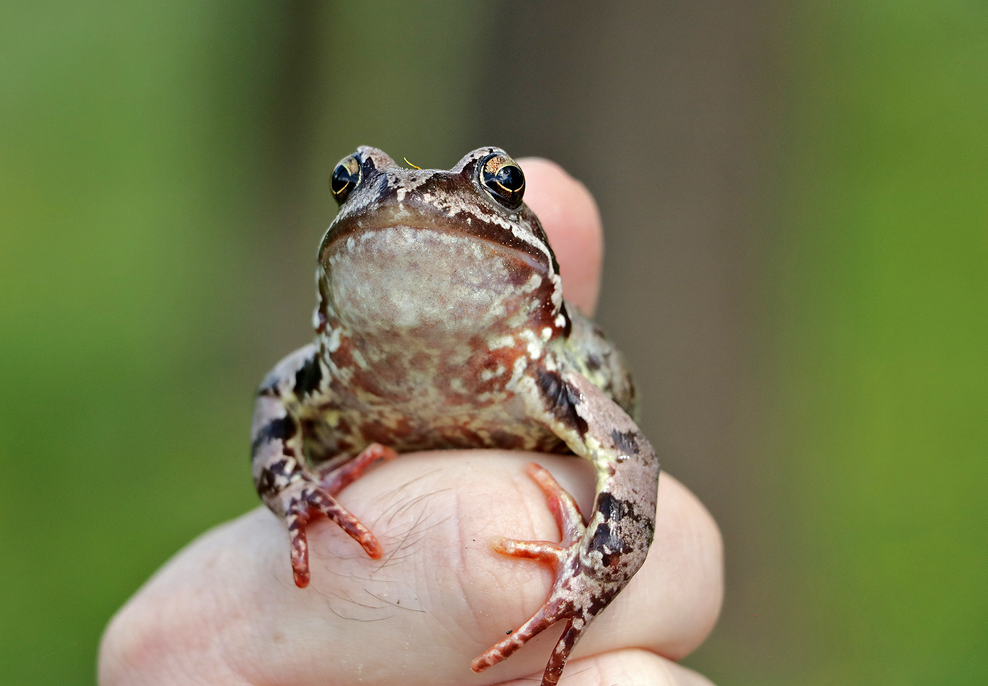 Царевна-лягушка