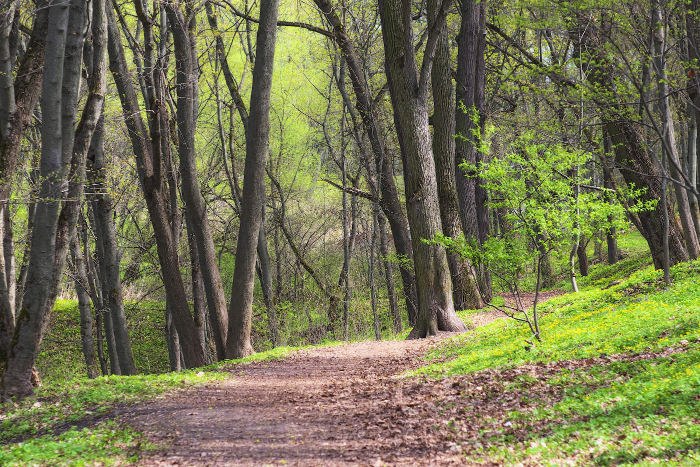 Первая зелень