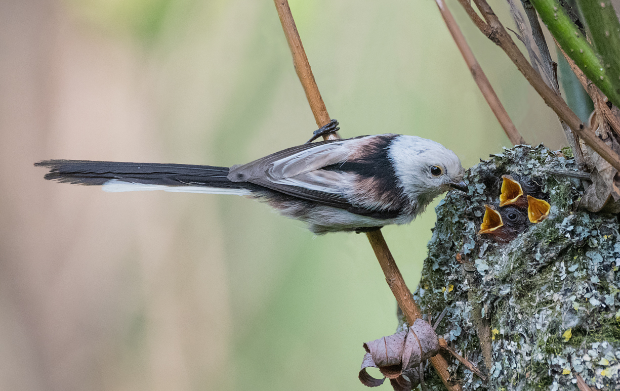 Ополовник...