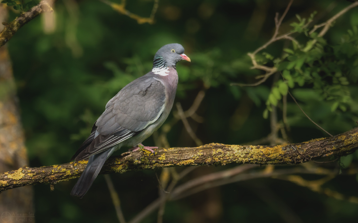 Лесной красавец...