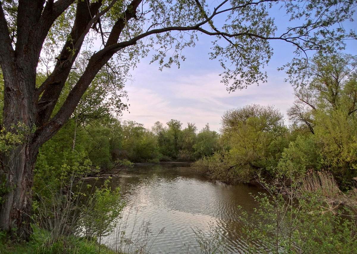 Майский вечер под кронами деревьев