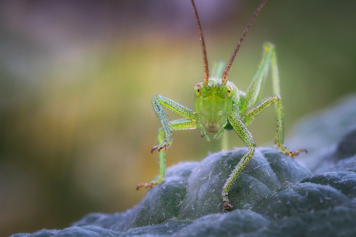 Зелёненький он был...