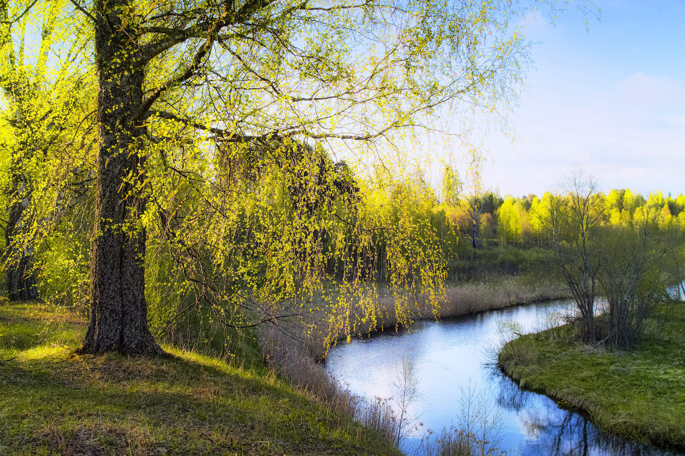 Солнечная берёзка