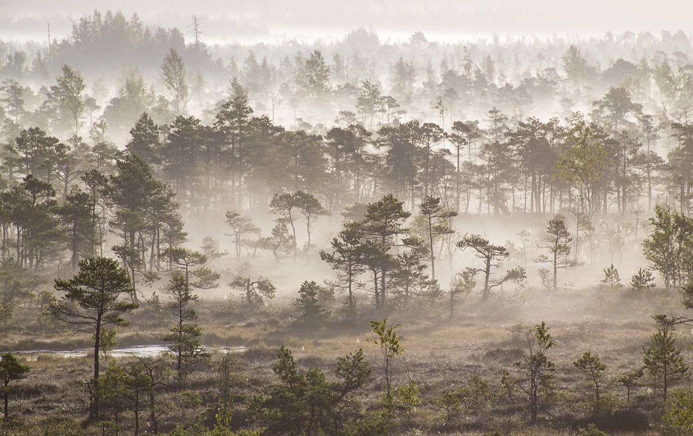 Туман рядами