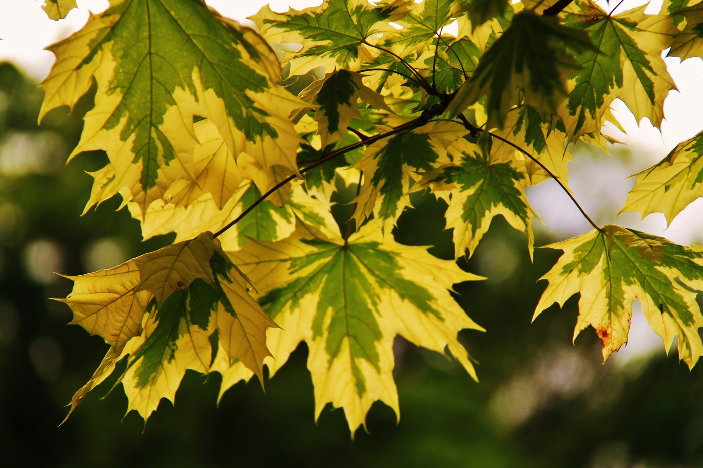 Кленовые узоры