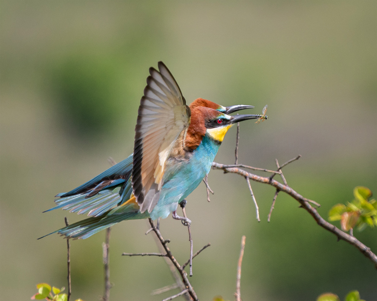 Золотистая щурка