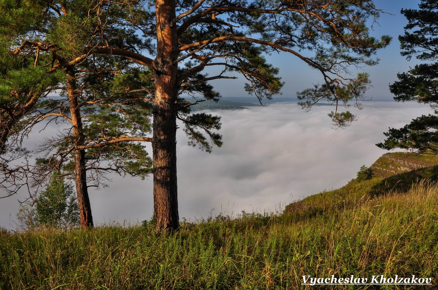 Сосны на утесе в тумане