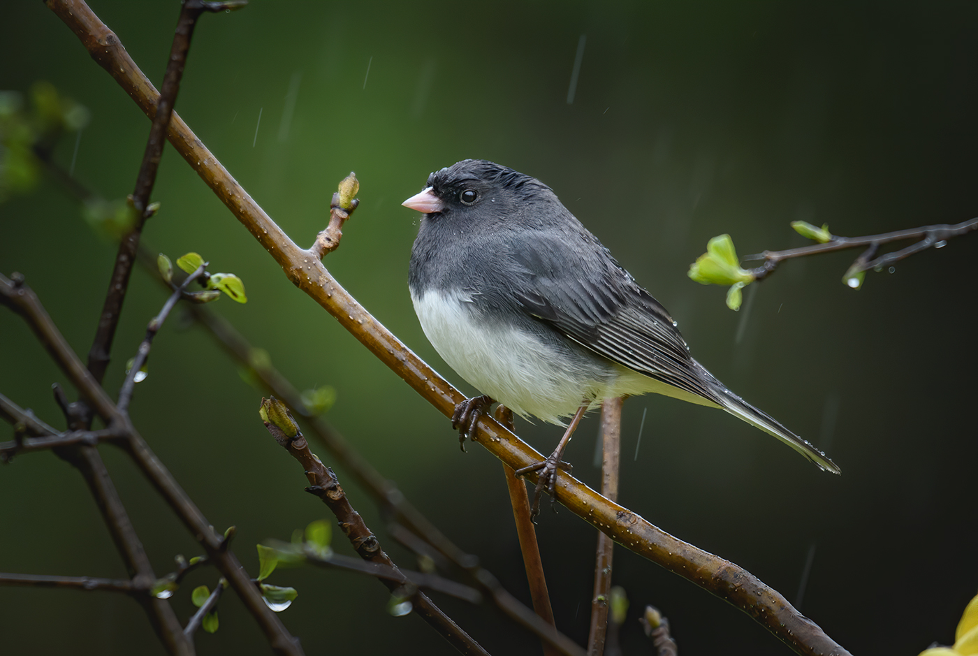 Dark-eyed junco