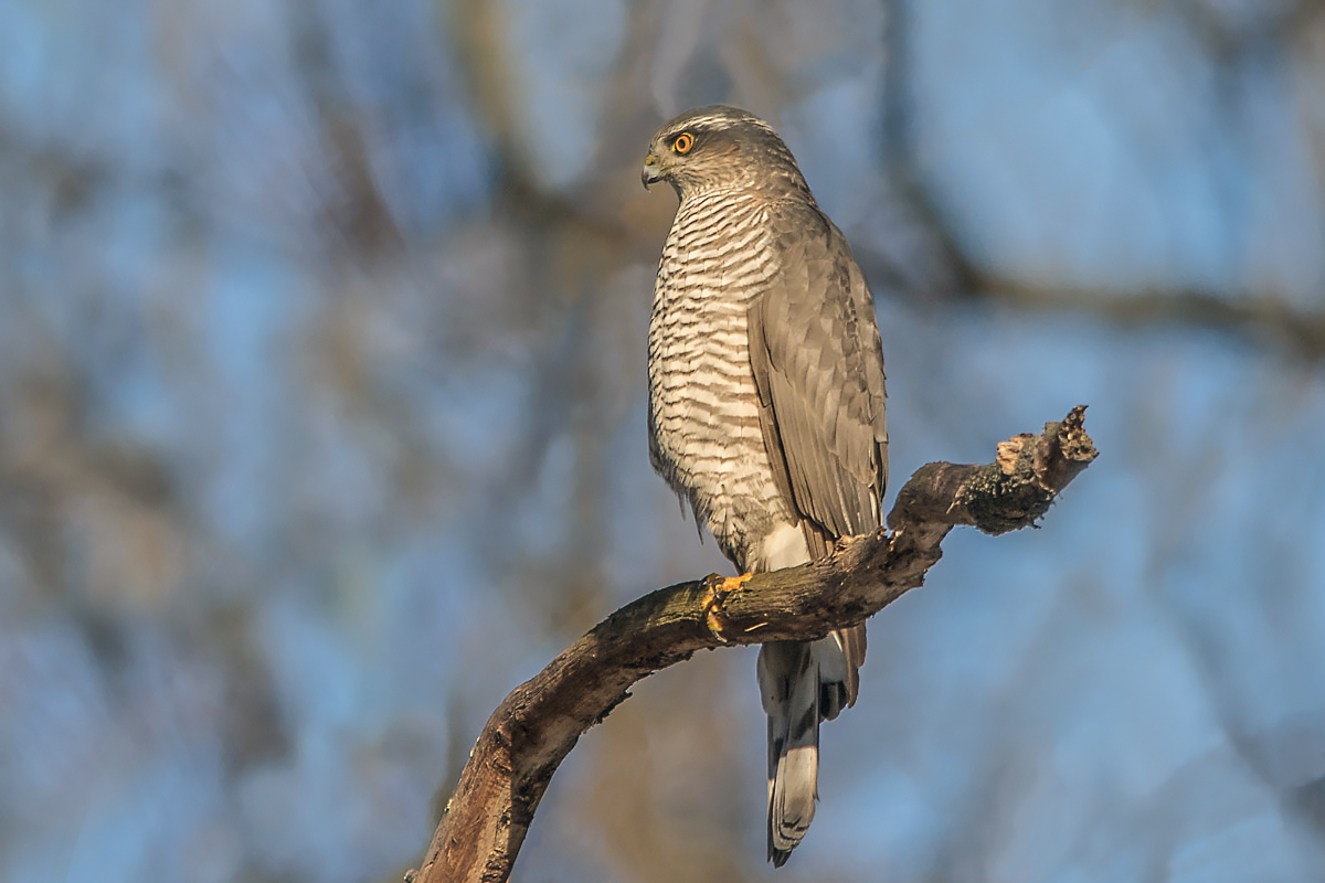 Ястреб перепелятник.