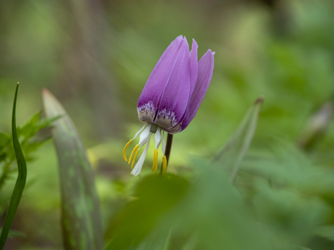 В лесной глуши