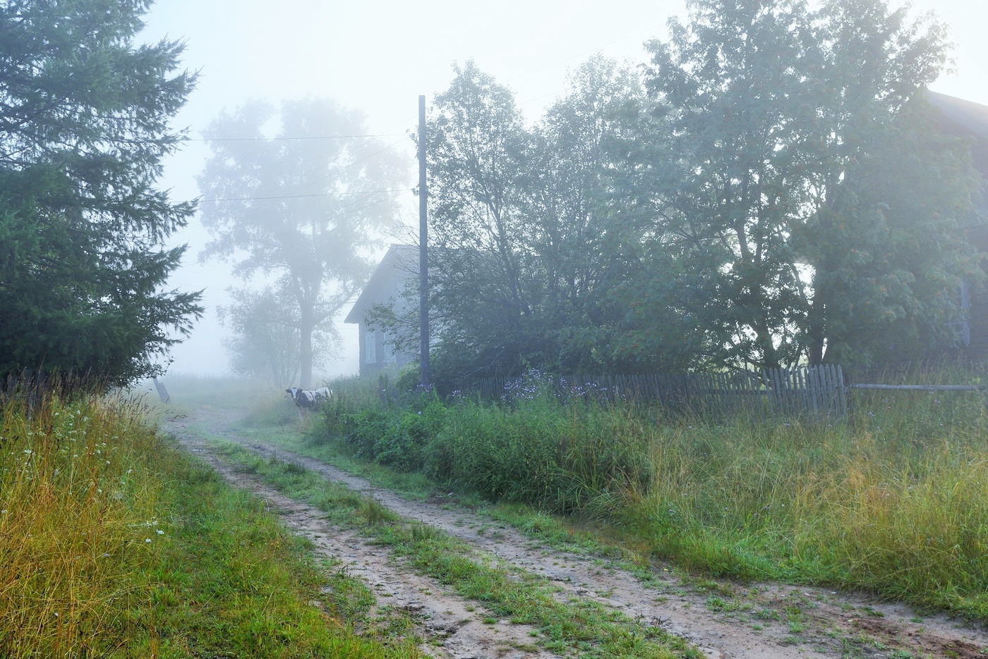 Утро в деревне ...