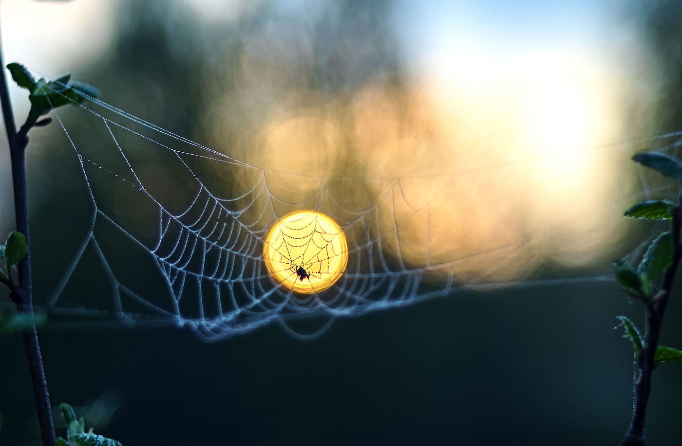 В сетях солнца