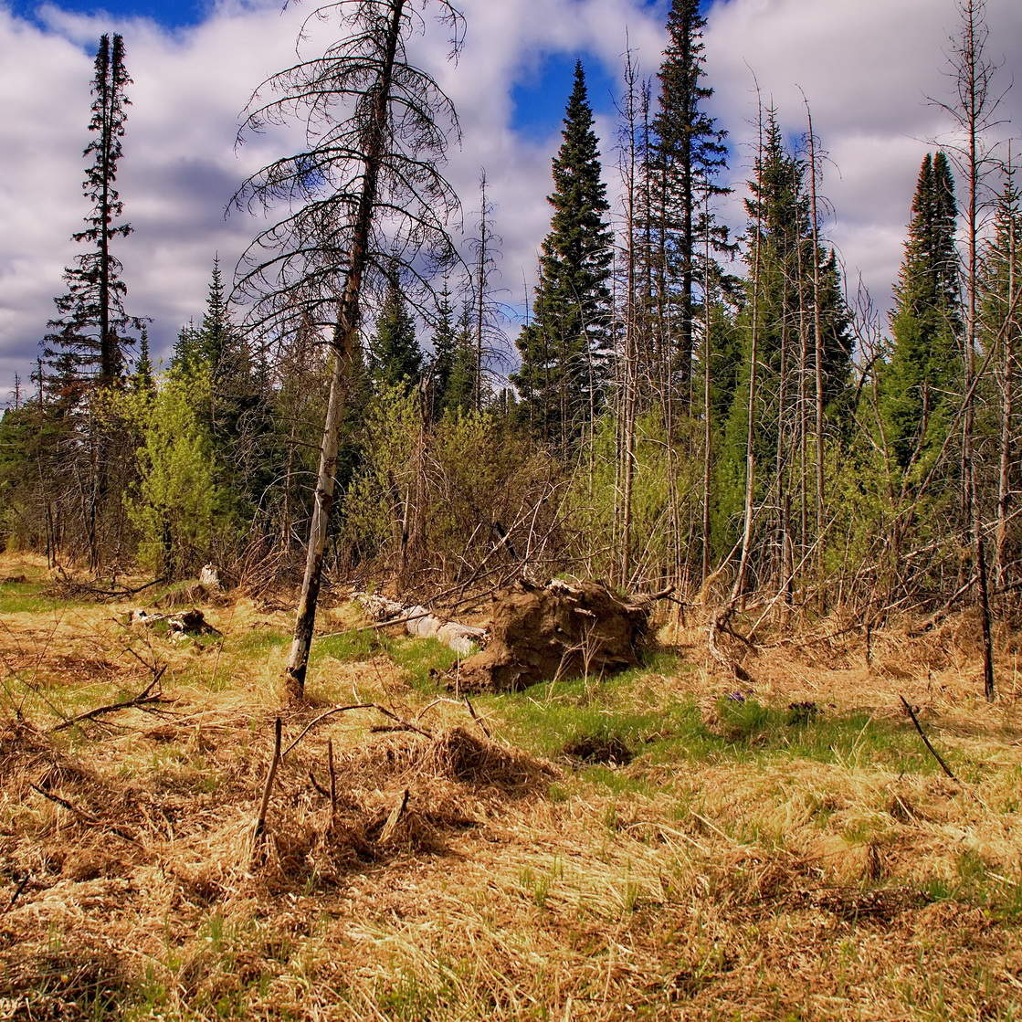 На опушке леса.