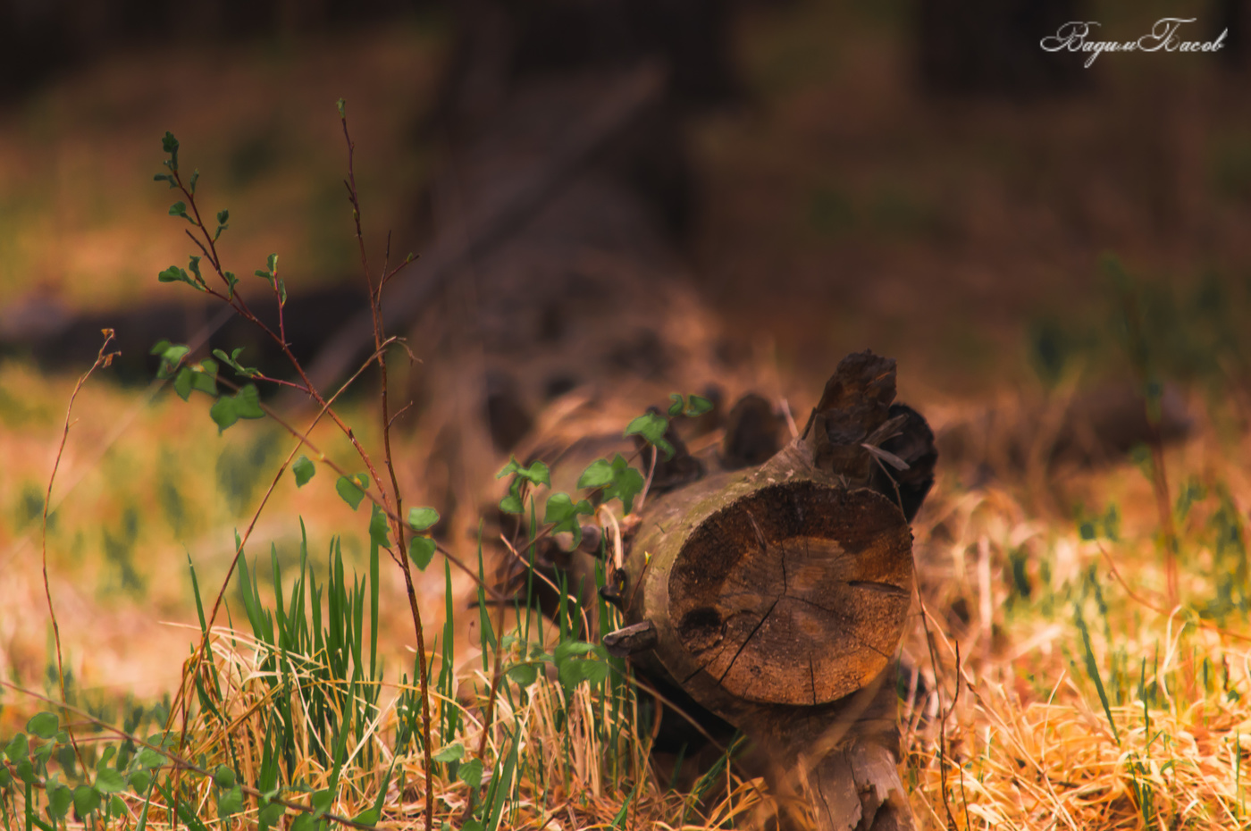 Лесные зарисовки