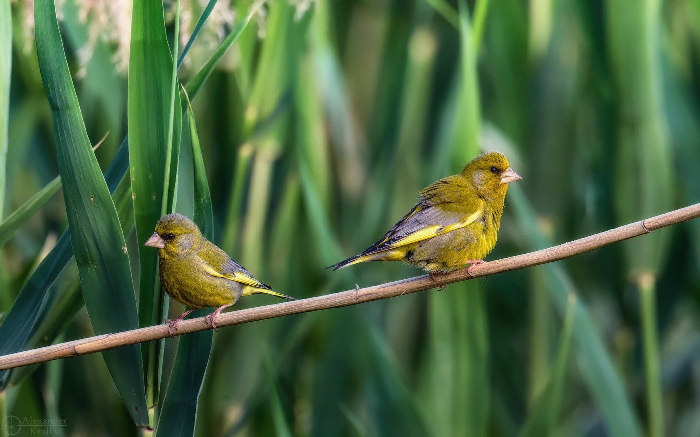 Двое из ларца...