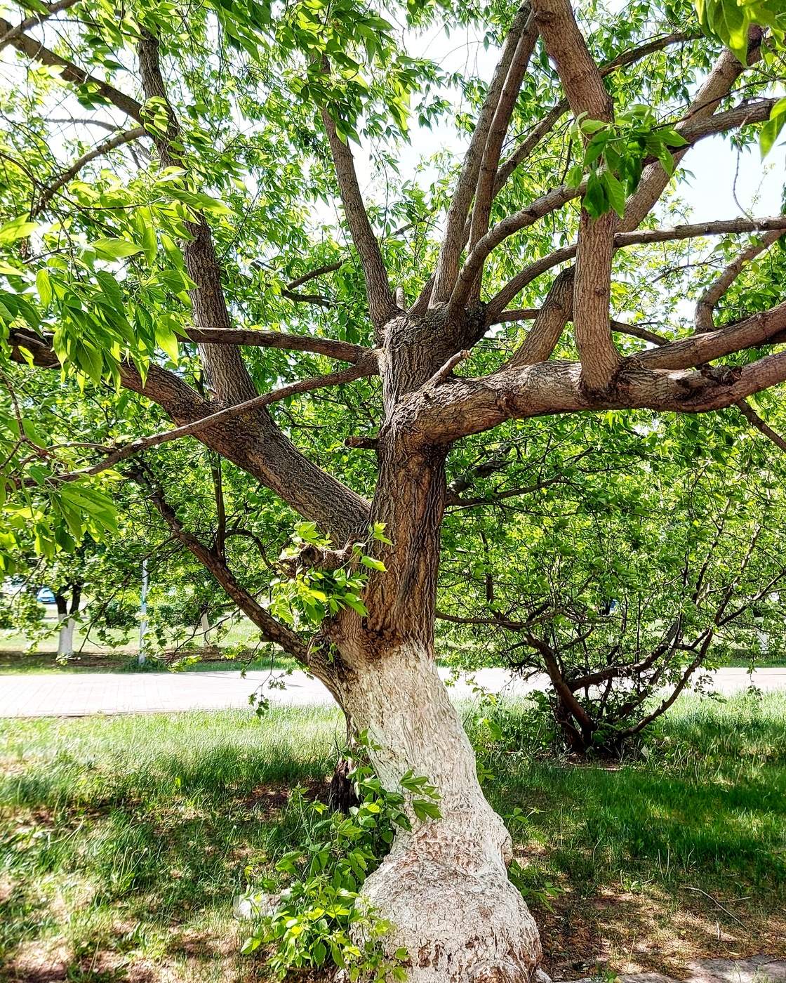 Обезьянки не хватает )