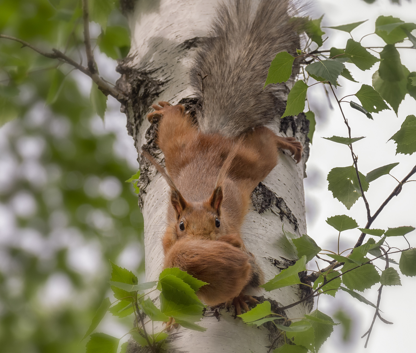 в новое жилище..