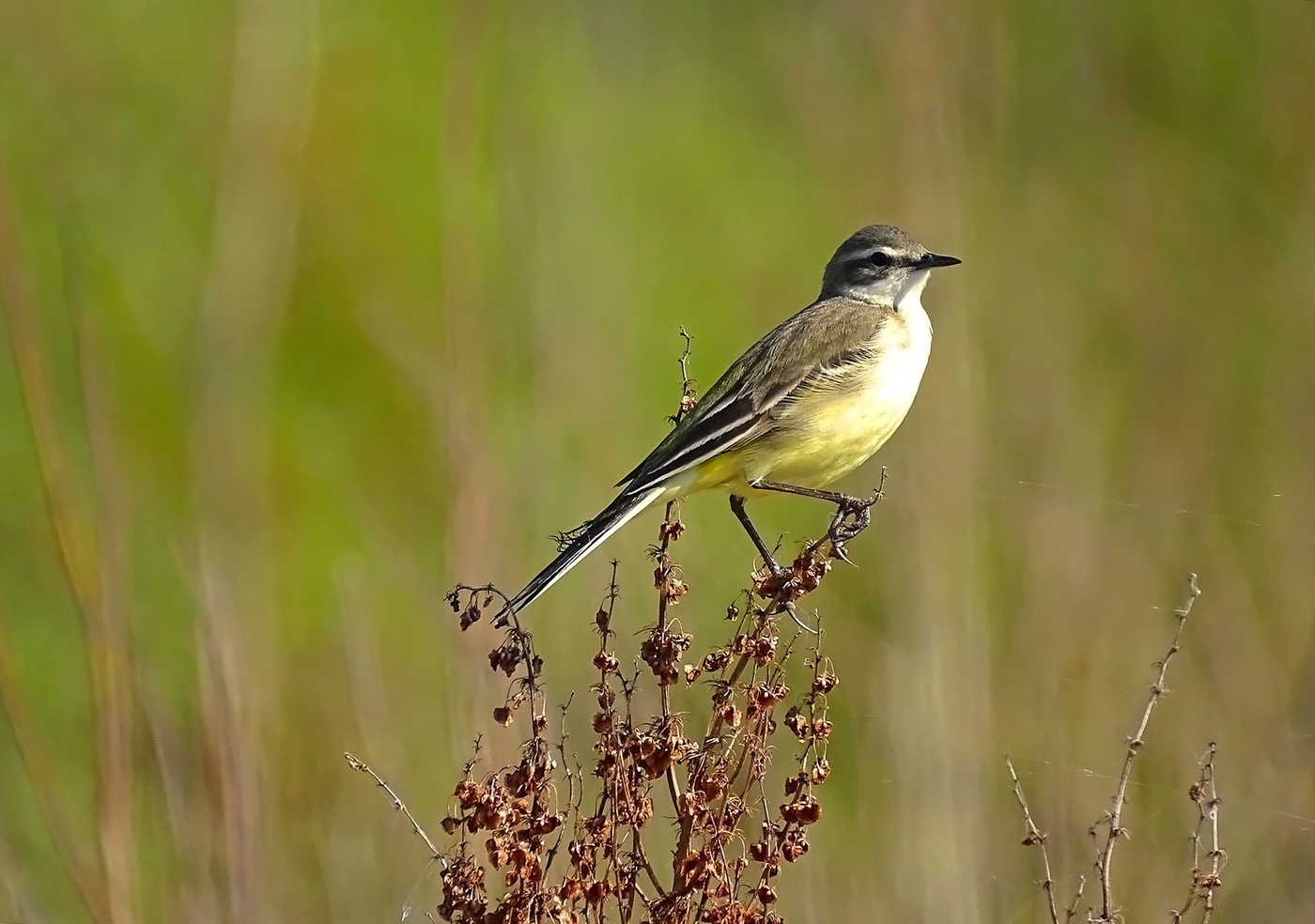 Желтая трясогузка