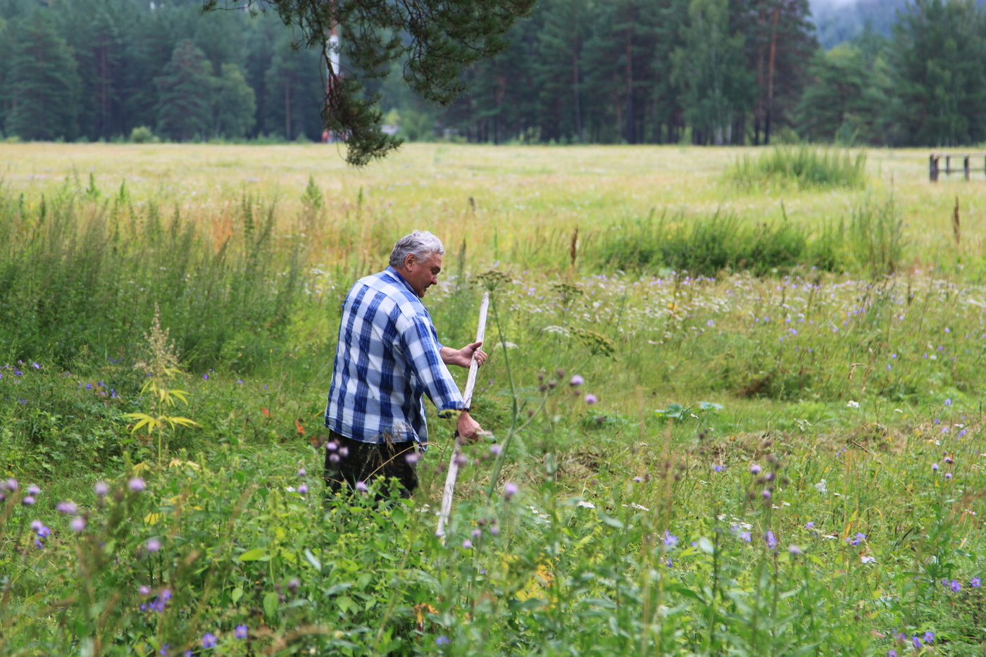 Первый укос