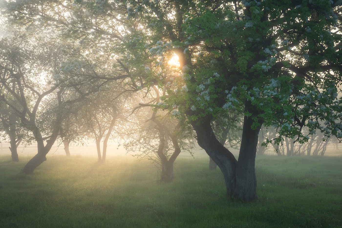 Майское утро