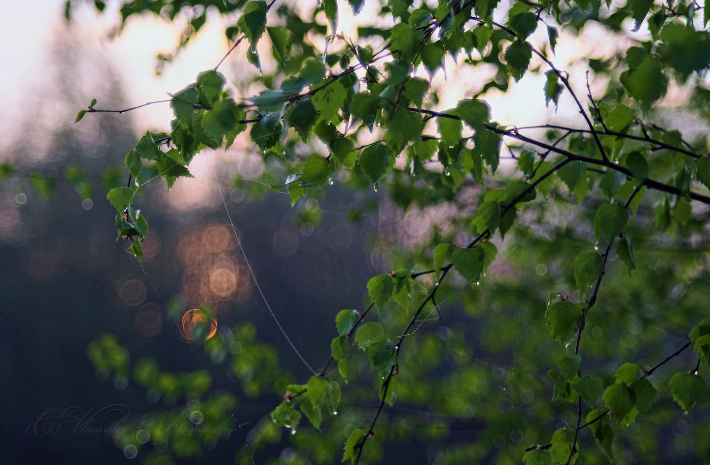 Майское утро