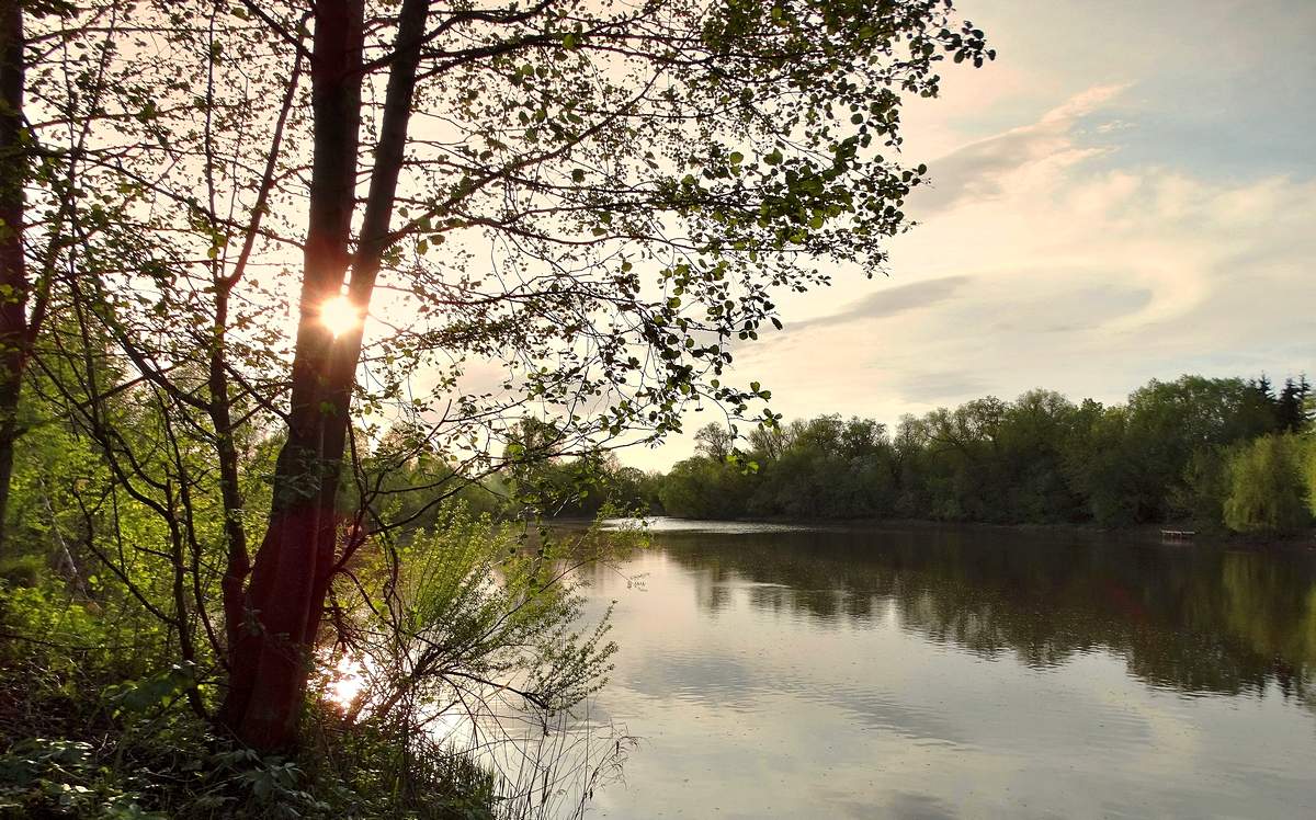 Вечернее солнце пробило ствол дерева