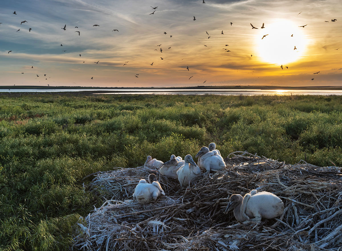 Пеликанята