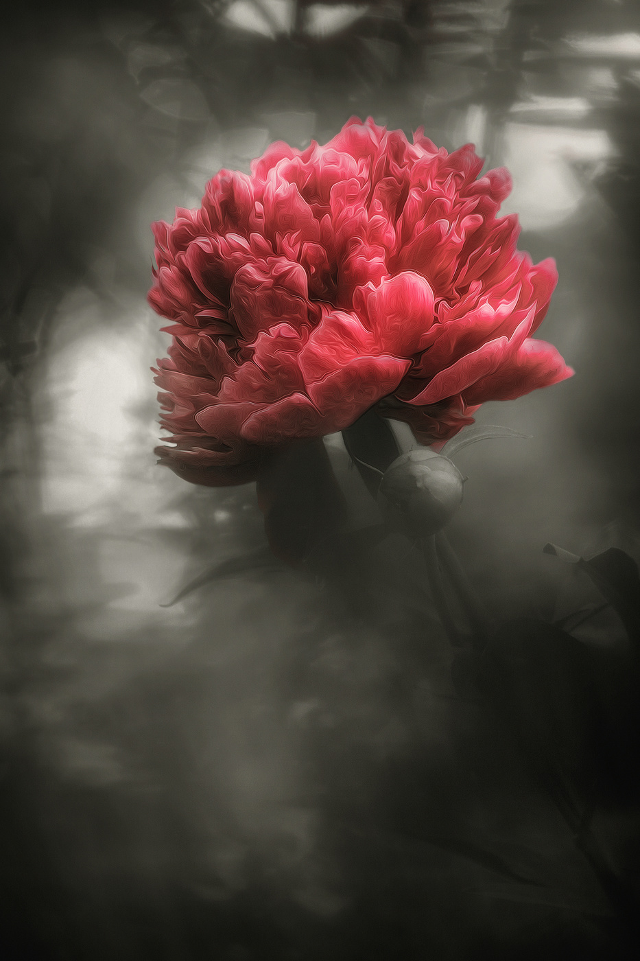 Вот и он - Господин Пион.