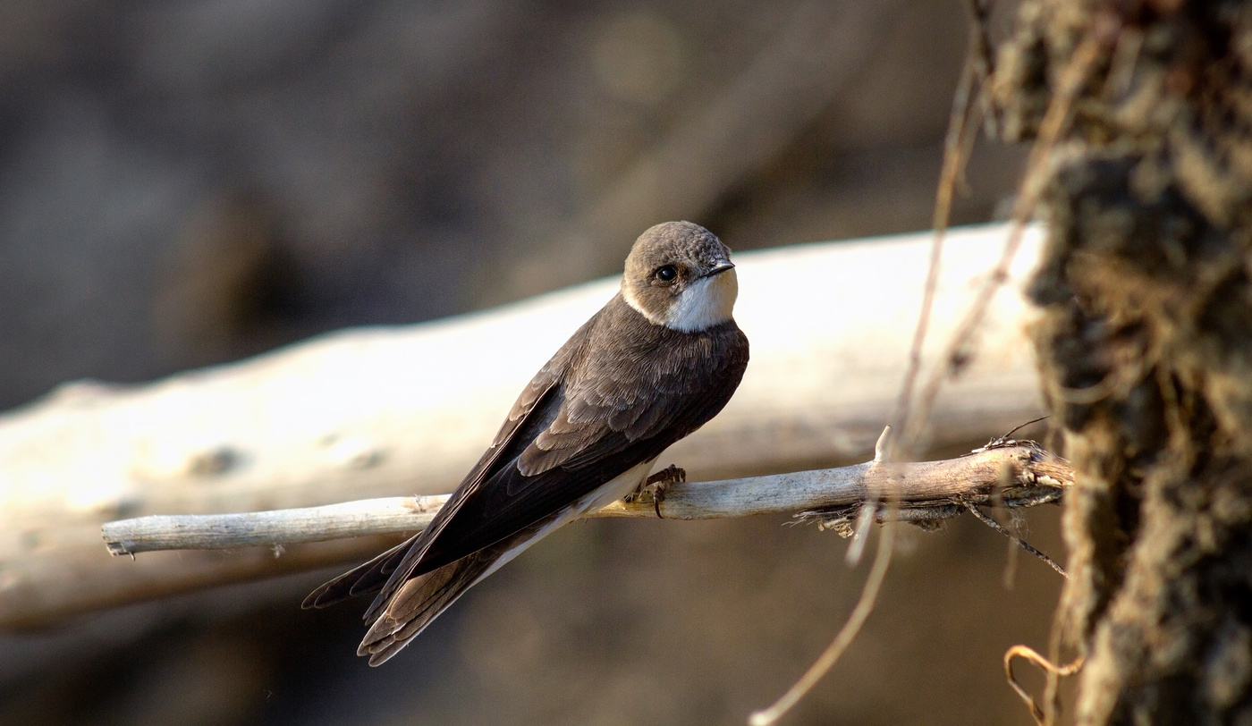 Стрижи - короли неба!