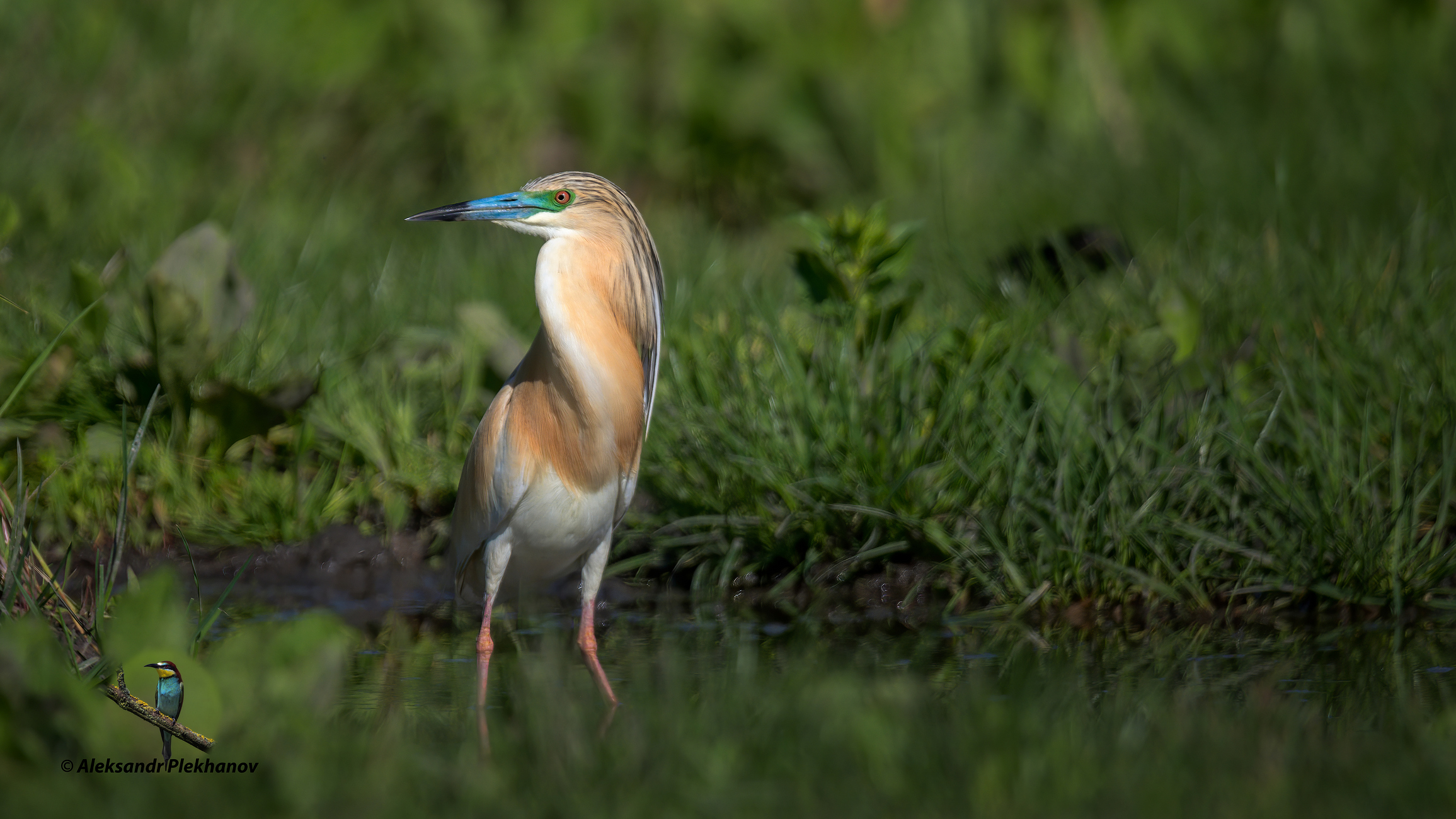 Жёлтая цапля