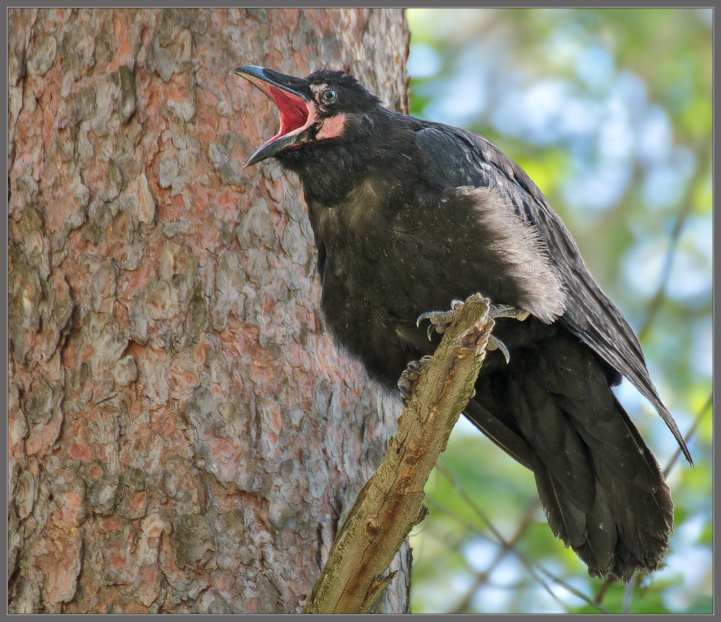 "Я работаю в хору. Все орут, и я ору!" (с)