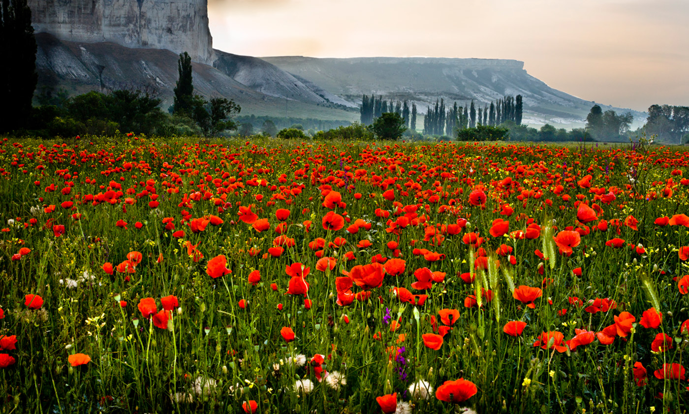 Восход с маками.