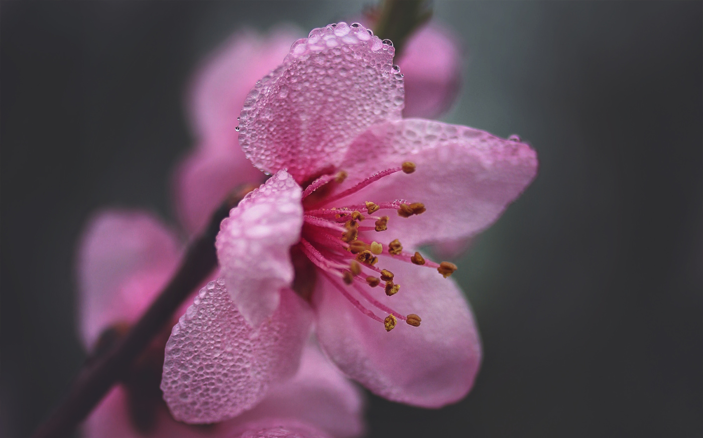 Цветение персика..